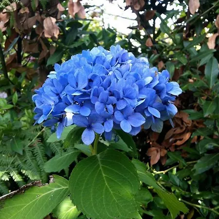 Lantgård Casa Boavista Paredes de Coura