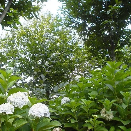 Casa Boavista Paredes de Coura