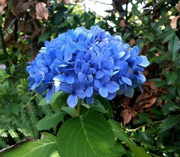 Agroturismo Casa Boavista Paredes de Coura